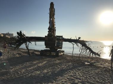 RETIRA DOS ARBRES SUBMERGITS A LA PLATJA DE S’ILLOT