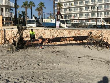 RETIRA DOS ARBRES SUBMERGITS A LA PLATJA DE S’ILLOT