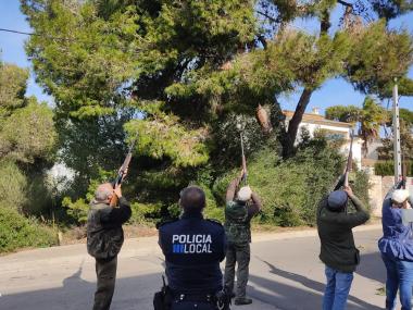 Batuda contra la processionària per part de l'Associació de Caçadors de Manacor. 
