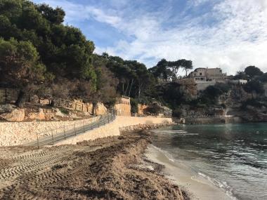 Aportació de posidònia a la platja de Porto Cristo. 