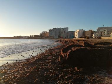 Aportació de posidònia a la platja de s'Illot. 