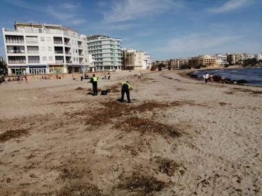 Treballadors de la SAM ja han començat a realitzar tasques manuals a la platja de s'Illot. 
