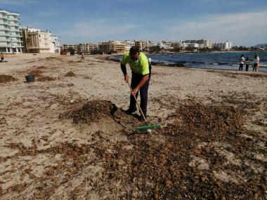 Treballadors de la SAM ja han començat a realitzar tasques manuals a la platja de s'Illot. 