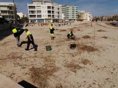 Treballadors de la SAM ja han començat a realitzar tasques manuals a la platja de s'Illot. 