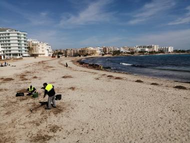 Treballadors de la SAM ja han començat a realitzar tasques manuals a la platja de s'Illot. 