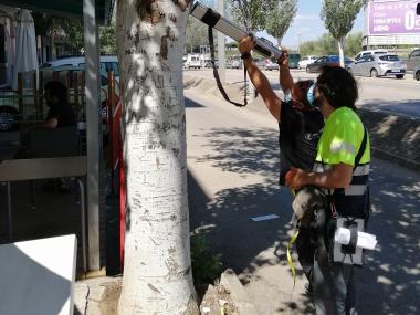 Tècnics fent l'avaluació dels arbres. 