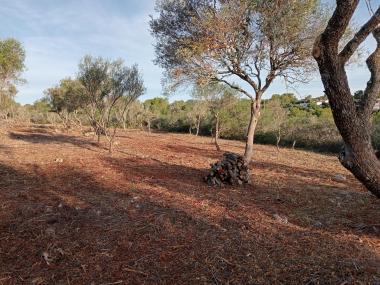 Tasques realitzades contra incendis a Cala Murada. 