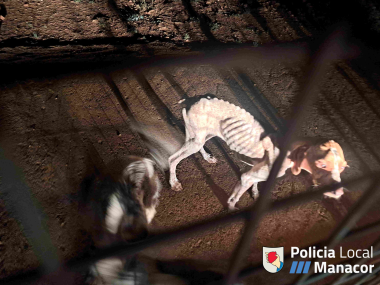 Animals en estat de desnutrició localitzats per la Policia Local de Manacor. 