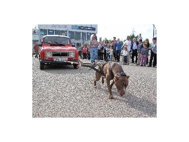 VIII FIRA DE VEHICLES D'OCASIÓ A MANACOR