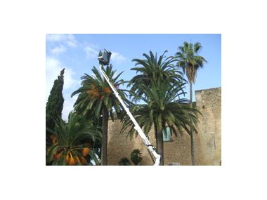 S'han iniciat els tractament preventius contra el becut vermell a les palmàcees de Manacor