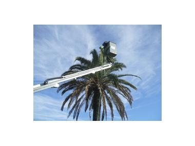 S'han iniciat els tractament preventius contra el becut vermell a les palmàcees de Manacor