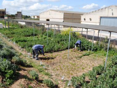 MANACOR PRESENTA A LA CONSELLERA INSULAR DE BENESTAR SOCIAL EL SEU PROJECTE PIONER EN SERVEIS SOCIALS