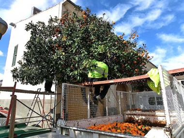 RECOLLIDA DE TARONGES DELS ARBRES MUNICIPALS