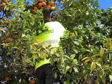 RECOLLIDA DE TARONGES DELS ARBRES MUNICIPALS