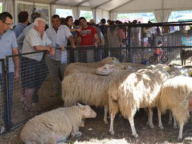 La XXVI Fira Agrícola, ramadera, industrial i artesana mostra la capitalitat comarcal de Manacor als carrers