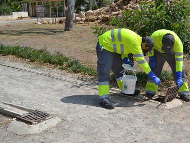 Manacor posa en marxa una campanya de prevenció per actuar contra la presència del mosquit tigre