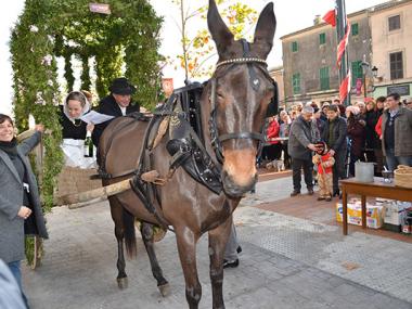 Les beneïdes de Son Macià acomiaden les festes de Sant Antoni i fan seves les arrels pageses d'aquest nucli manacorí 