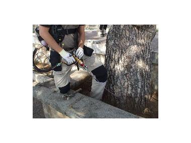 Experiència pionera de prevenció de la processionària en els pins de Porto Cristo