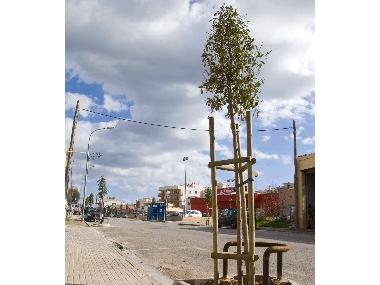 DOTACIÓ D’ARBRES D’ALINEACIÓ EN LA RONDA DE L’OEST A PORTOCRISTO. 