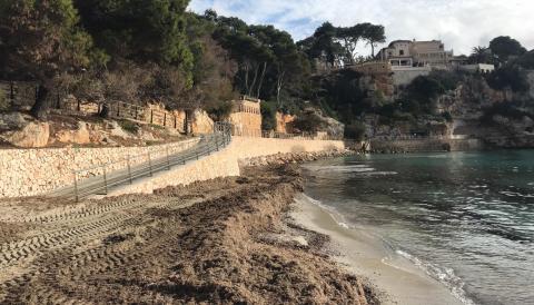 Aportació de posidònia a la platja de Porto Cristo. 
