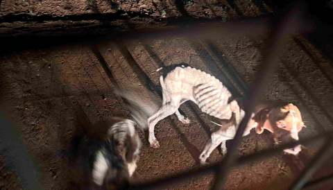 Animals en estat de desnutrició localitzats per la Policia Local de Manacor. 
