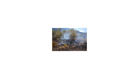 L'INCENDI DECLARAT EN EL MUNICIPI DE MANACOR VA CREMAR 8,5 HECTÀREES DE PINAR