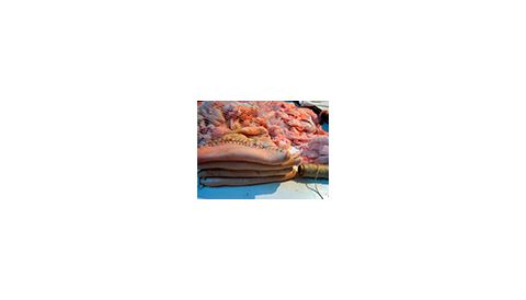 CAMPANYA MATANCES DOMICILIARIS 2014-2015