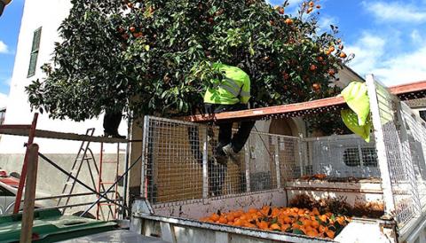 RECOLLIDA DE TARONGES DELS ARBRES MUNICIPALS