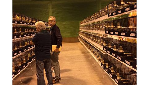 Més de 700 ocells i centenars de criadors participen enguany en el Concurs Ornitològic de Manacor
