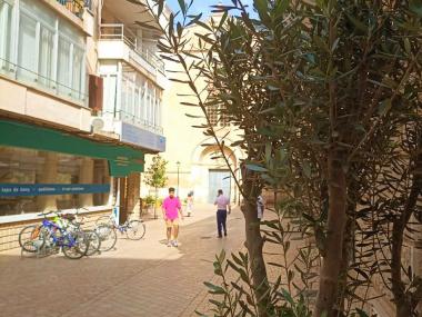 L'Ajuntament de Manacor ha col·locat 25 oliveres al centre de Manacor. 