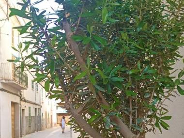 L'Ajuntament de Manacor ha col·locat 25 oliveres al centre de Manacor. 